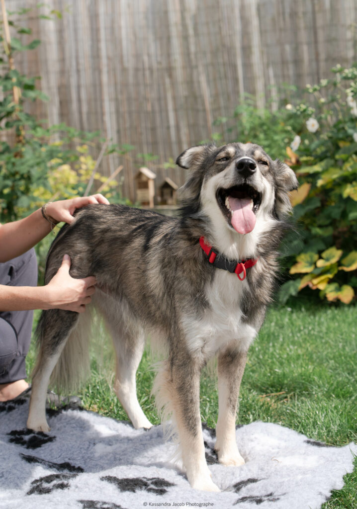 ostéopathie chien à Troyes
